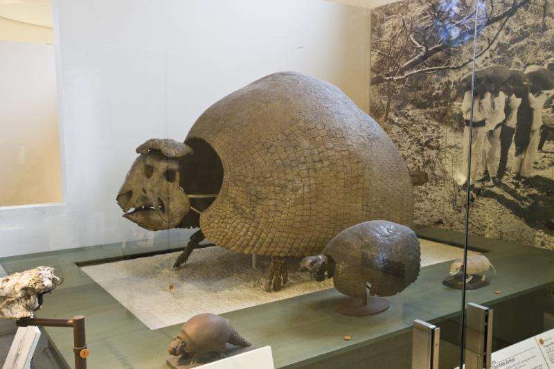 Mysterious extinct glyptodonts are actually gigantic armadillos, says their DNA