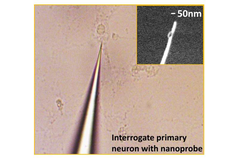Nanoprobe enables measurement of protein dynamics in living cells