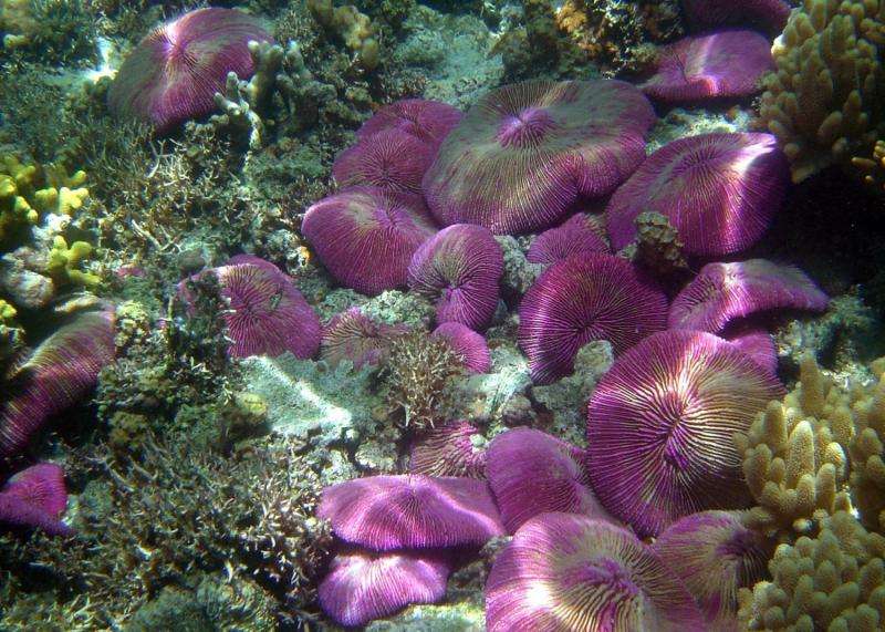 NASA CORAL mission to raise reef studies to new level