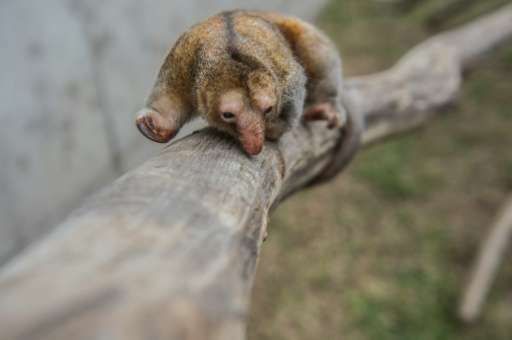 pygmy anteater