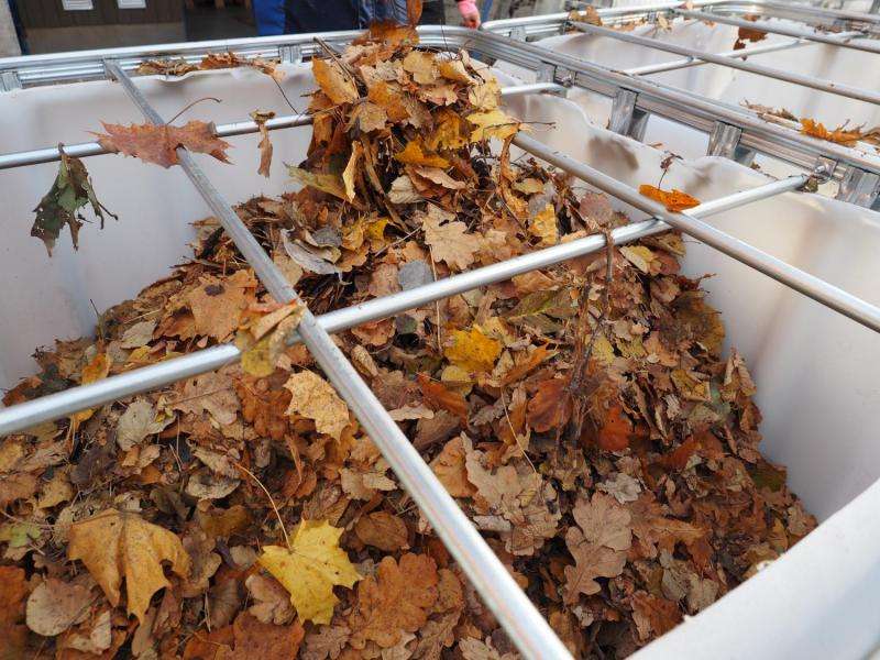 Natural pigments and useful raw materials from autumn leaves for industry