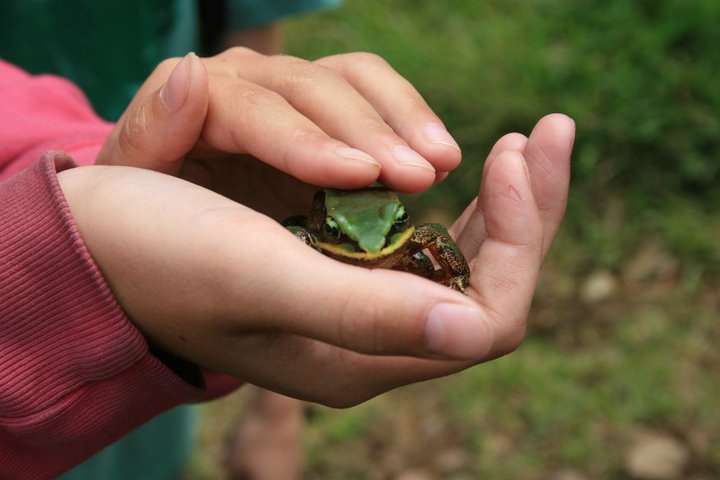 NC State study asks kids to choose wildlife conservation priorities