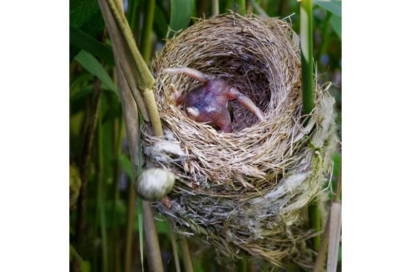 Neighborhood watch and more: How reed warblers watch out when there's a cuckoo about