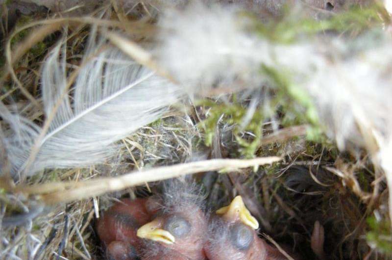 Nest size variation not related to breeding success
