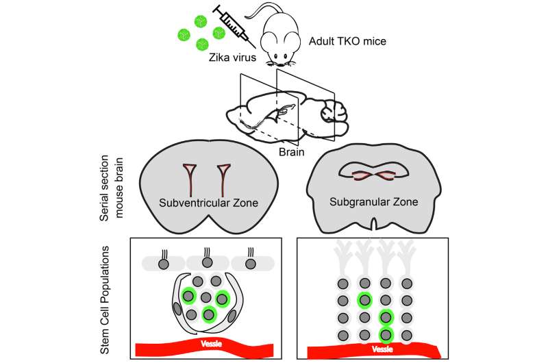 Neural stem cells in adult mice also vulnerable to Zika
