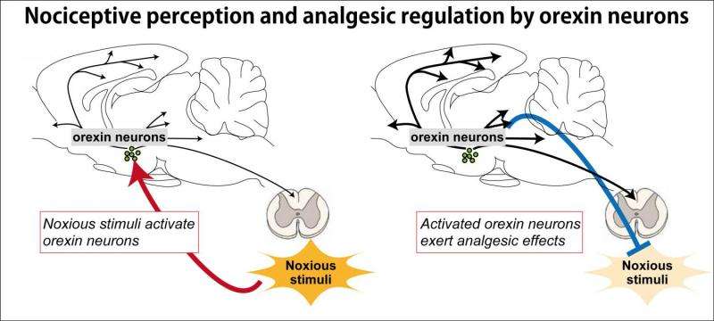 Neuronal activity shows link between wakefulness and fight-or-flight response in mice