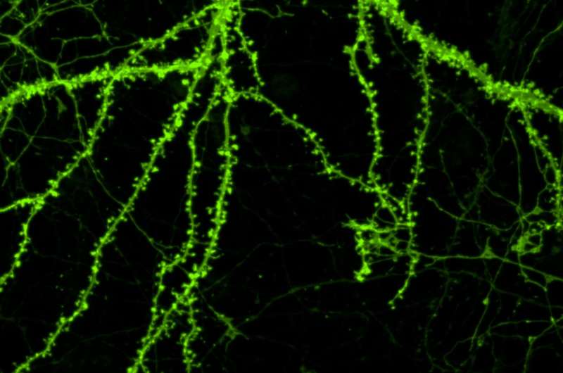 Neuronal structures associated with memory sprout in response to novel molecules