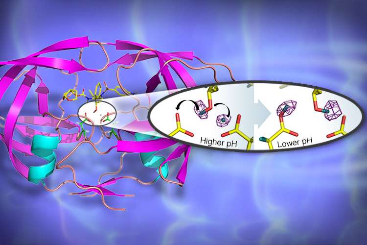 Neutrons probe structure of enzyme critical to development of next-generation HIV drugs