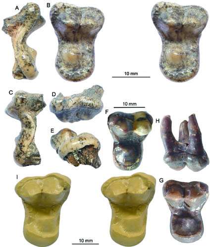 New amphicyonid material found from the Early Miocene of Central Nei Mongol