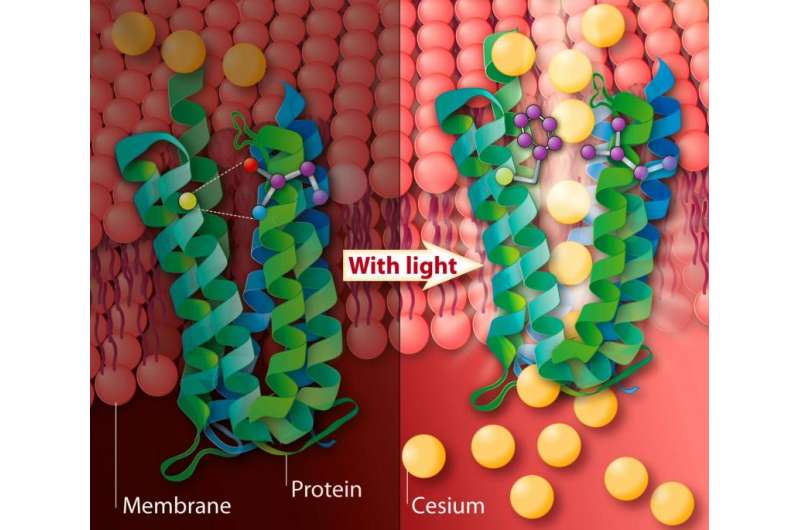 New bacterial pump could be used to remove cesium from the environment by light