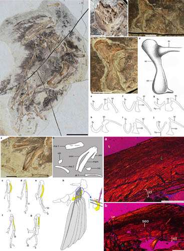 New basal bird from China reveals the morphological diversity in early birds
