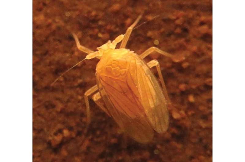 New blind and rare planthopper species and genus dwells exclusively in a Brazilian cave