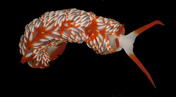 New 'butterfly of the sea' species discovered