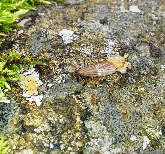 New caddisfly species discovered in the Balkan biodiversity hotspot of Kosovo