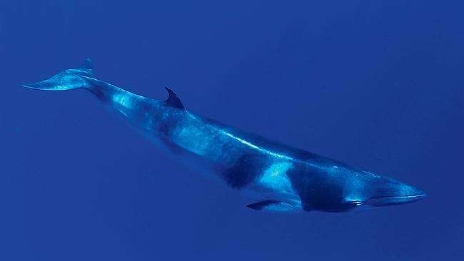 New, complex call recorded in Mariana Trench believed to be from baleen whale