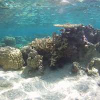 New coral reef research targets information gap