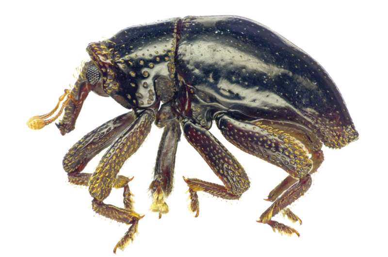 New curiously scaled beetle species from New Britain named after 'Star Wars' Chewbacca