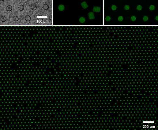 New design of large-scale microparticle arrays for bioengineering applications