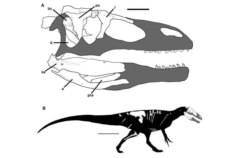 New dinosaur species may give clues to evolutionary origin of megaraptorid clade