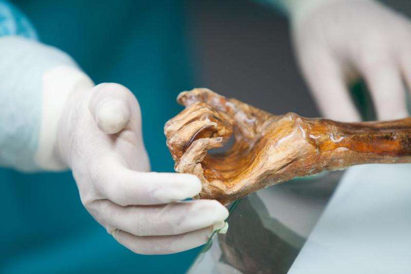 New discoveries concerning &amp;Ouml;tzi's genetic history