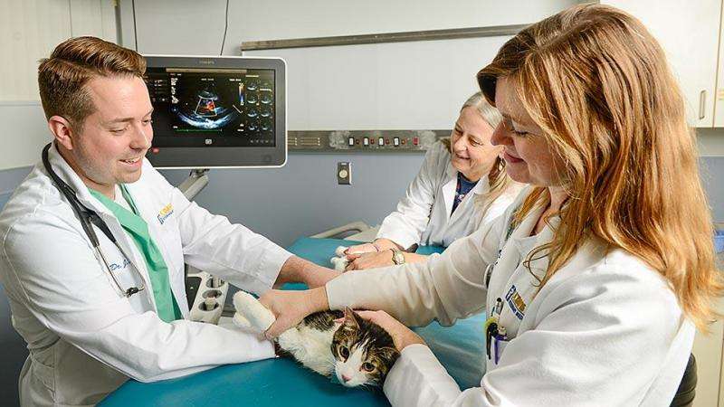 New drug for heart disease shows promise for cats and humans