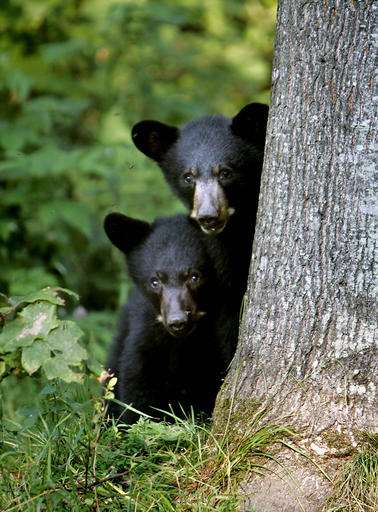 New England drought means bolder bears, stressed fish