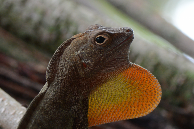 New framework sheds light on how, not if, climate change affects cold-blooded  animals