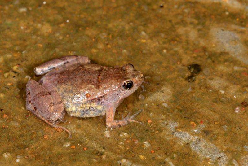 New frog species discovered in India’s wastelands