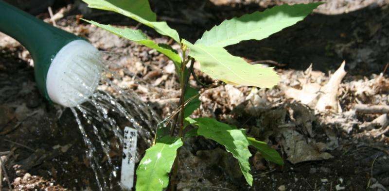 New genetically engineered American chestnut will help restore the decimated, iconic tree