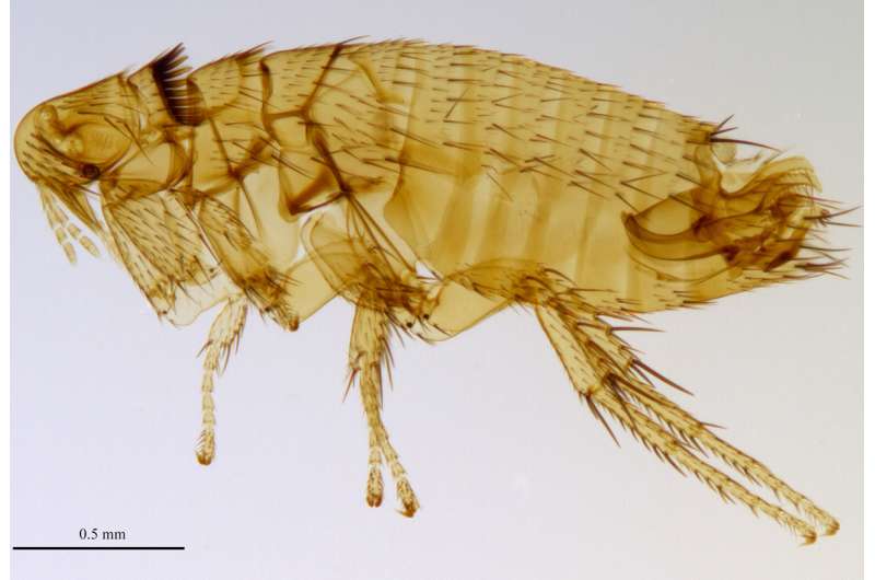 New genus and five new flea species discovered in Indonesia