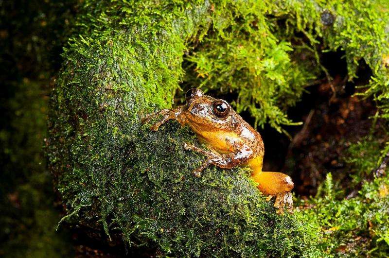 New genus of tree hole breeding frogs found in India