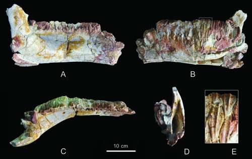 New hadrosauroid dinosaur found from the late Cretaceous of Shanxi, China