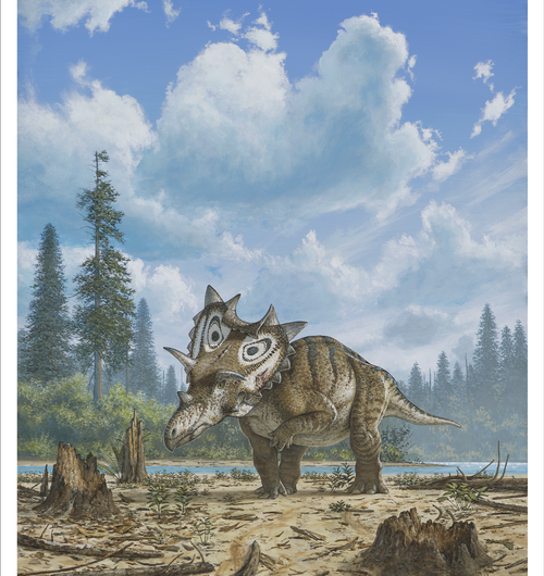 New horned dinosaur species with 'spiked shield' identified by Canadian Museum of Nature