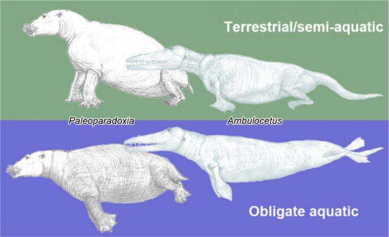 New index reveals likelihood of terrestrial or aquatic lifestyles of extinct mammals