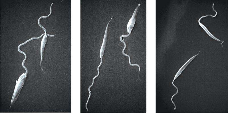 New iron transporter essential for Leishmania parasite virulence is potential drug target