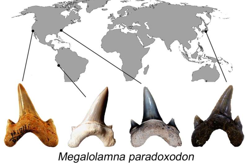 New large prehistoric shark described