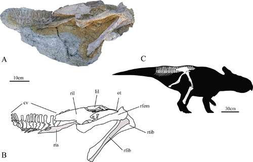 New leptoceratopsid found from the Upper Cretaceous of Shandong Province, China