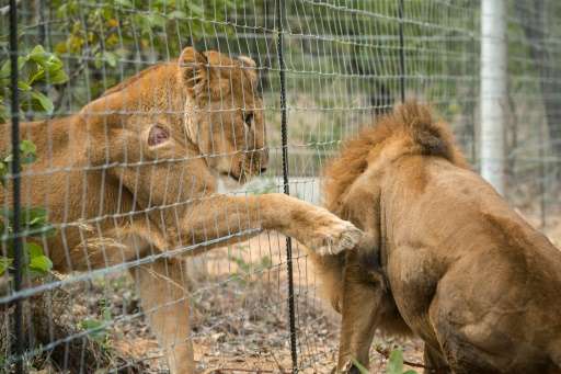 Newly arrived African lions play in an enclosure as lions, that were bred in captivity and held in circuses in South America, ar