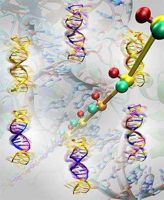 Newly developed model of DNA sheds light on molecule's flexibility