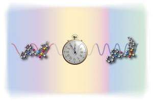 Newly synthesised molecules turn back biological clock