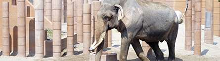 New measures to improve the welfare of captive elephants in UK