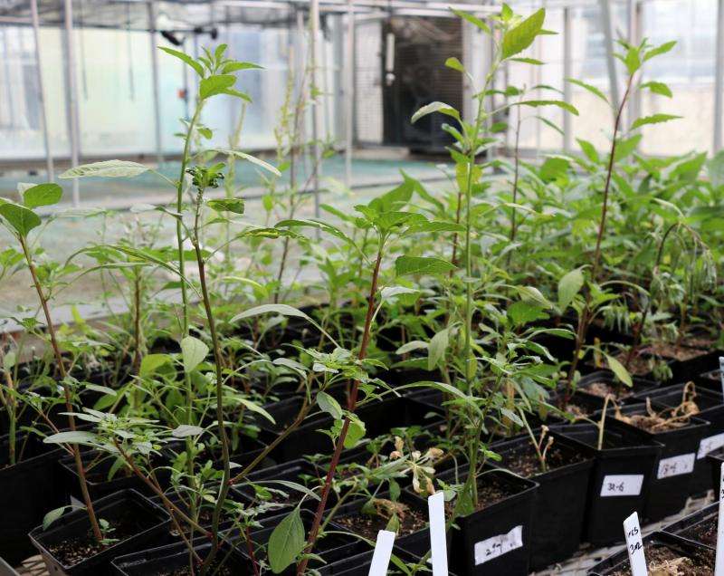 New method developed for testing herbicide resistance in weeds