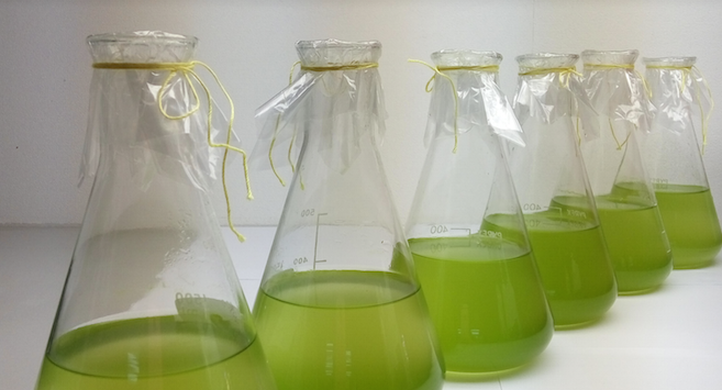 New method for making biofuels is cheaper and better for the environment