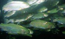 New method reduces need for fish in experiments