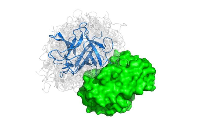 New method to model protein interactions may accelerate drug development