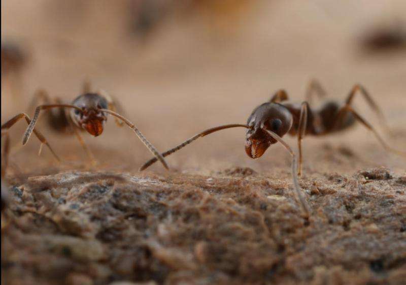 New method to stop Argentine ants