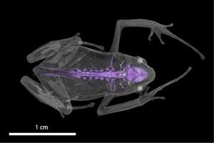 New micro-CT scanner allows inside view of even the tiniest fossils