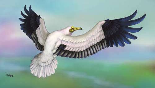 New old world vulture found from the Late Miocene of China