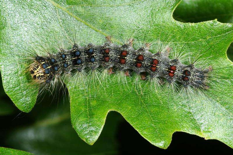 New pathogen takes control of gypsy moth populations