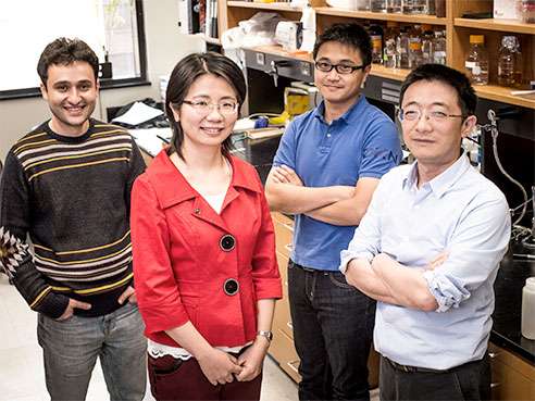 New pathway to differentiation found, shedding light on some cancers